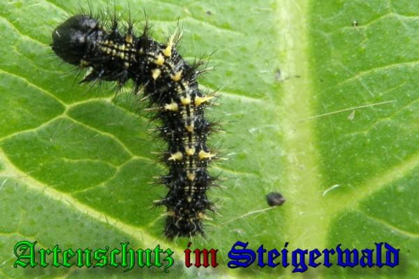 Copyright AiS / 2009 Albert Meier Bild zum Eintrag (26609-160)