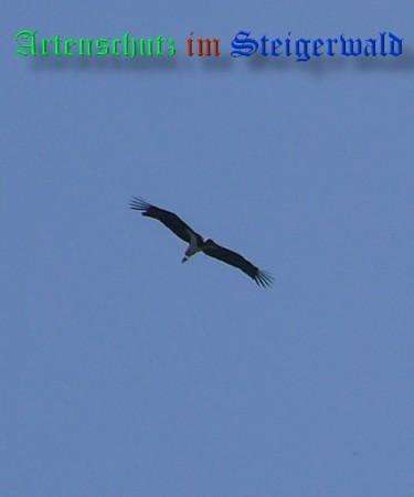 Copyright AiS / 2009 Pfleiderer Bild zum Eintrag (26646-160)