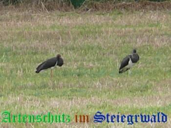 Copyright AiS / Köhler Bild zum Eintrag (26661-160)