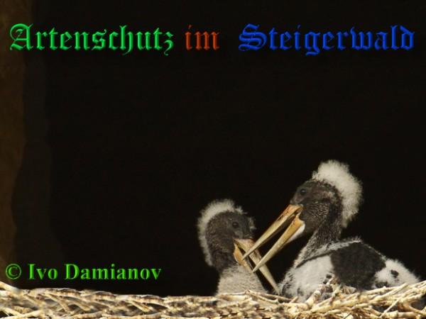 Copyright AiS / 2009 Ivo Damianov Bild zum Eintrag (26662-160)