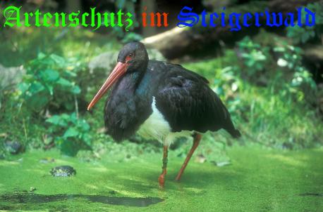 Copyright AiS / Harald Grunwald Bild zum Eintrag (26672-160)