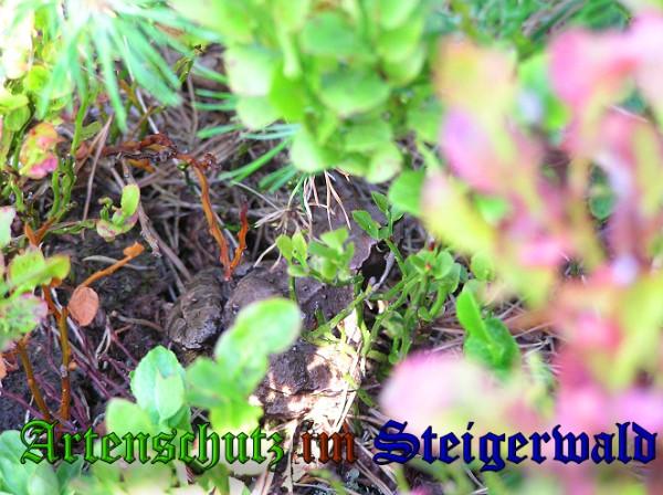 Copyright AiS / 2010 Bild zum Eintrag (26704-160)