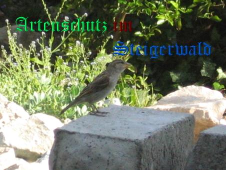 Copyright AiS / Schaller Bild zum Eintrag (26707-160)