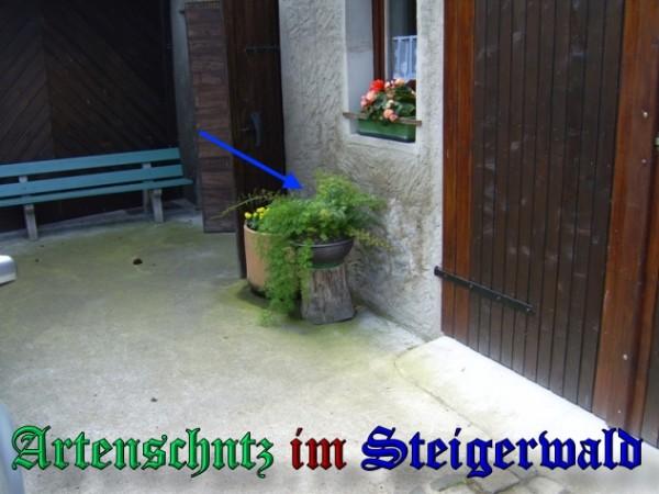 Copyright AiS / 2009 - M. Hümmer Bild zum Eintrag (26744-160)