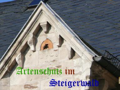 Copyright AiS / Köhler Bild zum Eintrag (26766-160)