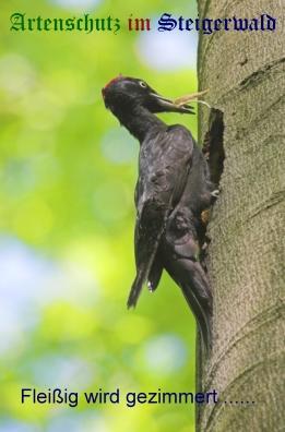 Copyright AiS / Andy Gehrig Bild zum Eintrag (26789-160)