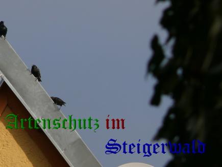 Copyright AiS / Köhler Bild zum Eintrag (26794-160)