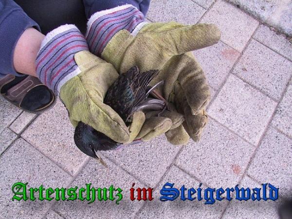 Copyright AiS / 2010 Greb Bild zum Eintrag (26812-160)