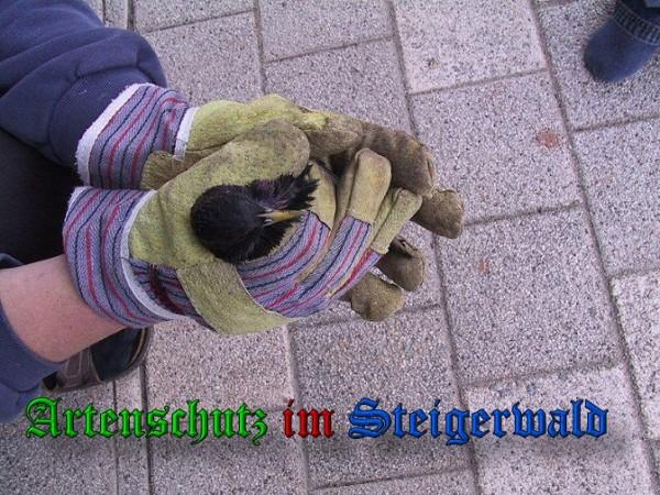 Copyright AiS / 2010 Greb Bild zum Eintrag (26817-160)