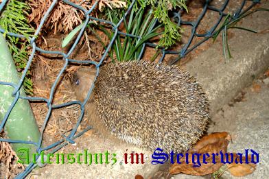 Copyright AiS / Hilde Denscheilmann Bild zum Eintrag (26838-160)