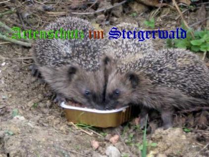 Copyright AiS / 2008 A. Klement Bild zum Eintrag (26846-160)