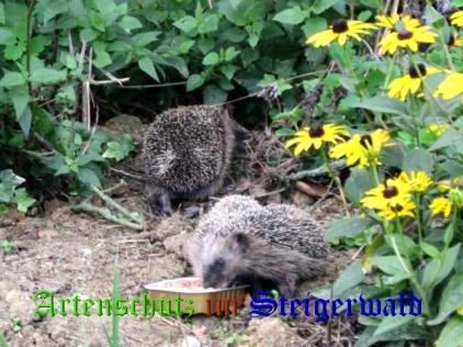 Copyright AiS / 2008 A. Klement Bild zum Eintrag (26851-160)
