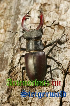 Copyright AiS / Willner Bild zum Eintrag (26868-160)