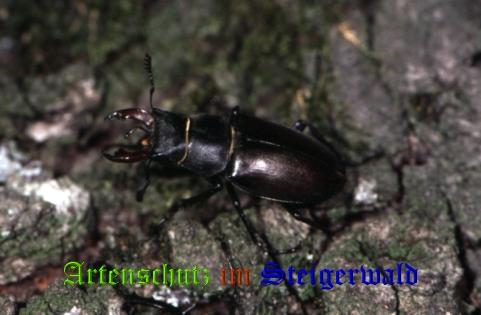 Copyright AiS / 2008 Hubertus Zinnecker Bild zum Eintrag (26965-160)
