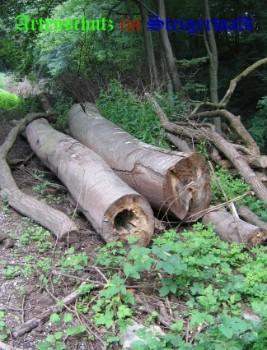 Copyright AiS / K. Bertelmann Bild zum Eintrag (26999-160)