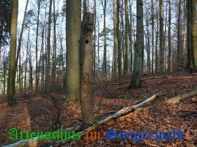 Copyright AiS / Weidner Bild zum Eintrag (27005-160)