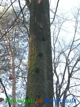 Copyright AiS / Köhler Bild zum Eintrag (27006-160)