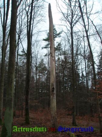 Copyright AiS / Schrei Bild zum Eintrag (27012-160)