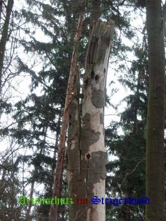 Copyright AiS / Schrei Bild zum Eintrag (27013-160)
