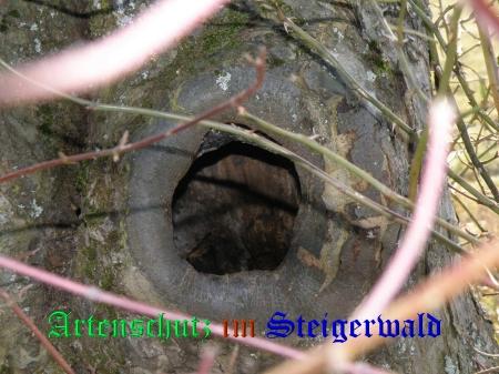 Copyright AiS / 2009 Albert Meier Bild zum Eintrag (27019-160)