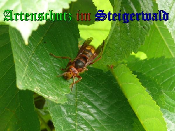 Copyright AiS / 2009 Klaus Weidner Bild zum Eintrag (27043-160)
