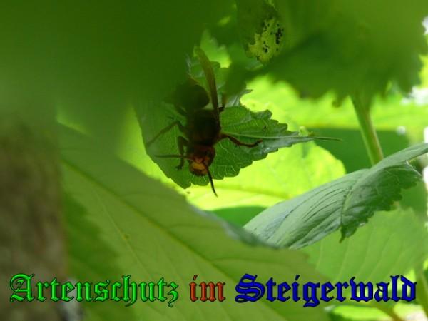 Copyright AiS / 2009 Weidner Bild zum Eintrag (27046-160)