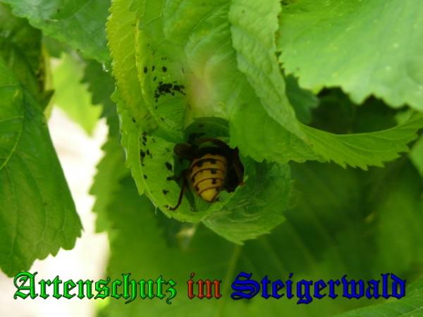 Copyright AiS / 2009 Weidner Bild zum Eintrag (27047-160)