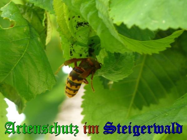 Copyright AiS / 2009 Weidner Bild zum Eintrag (27048-160)