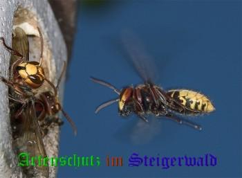 Copyright AiS / Willner Bild zum Eintrag (27051-160)