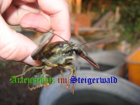 Copyright AiS / 2008 Bild zum Eintrag (27132-160)