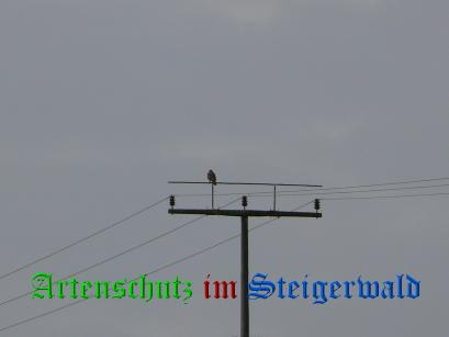 Copyright AiS / Schrei Bild zum Eintrag (27229-160)