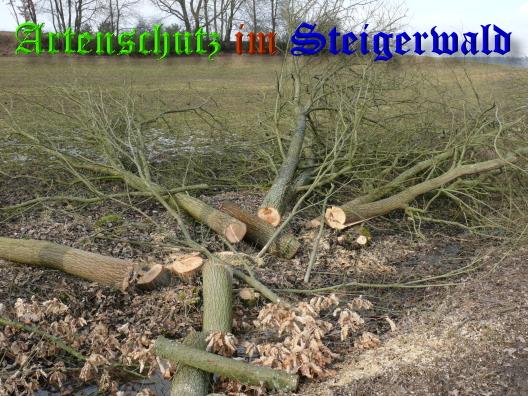Copyright AiS / 01-03-2009 Bild zum Eintrag (27268-160)