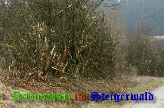 Copyright AiS / 2009 Bild zum Eintrag (27281-160)