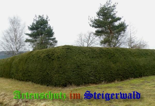 Copyright AiS / 2009 Albert Meier Bild zum Eintrag (27289-160)