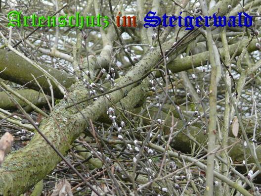 Copyright AiS / 01-03-2009 Bild zum Eintrag (27290-160)