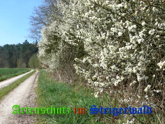 Copyright AiS / 2008 Bild zum Eintrag (27296-160)