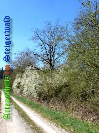 Copyright AiS / 2008 Bild zum Eintrag (27297-160)