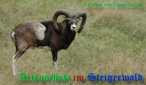 Copyright AiS / 2009 - Caspar von Zimmermann Bild zum Eintrag (27884-160)