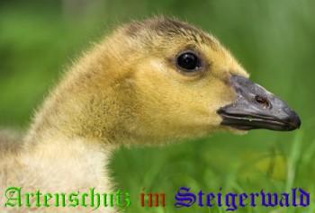 Copyright AiS / A. G. Bild zum Eintrag (28135-160)