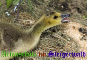 Copyright AiS / A. G. Bild zum Eintrag (28136-160)