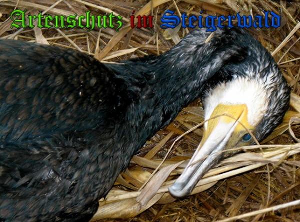 Copyright AiS / 2010 Meier Bild zum Eintrag (28198-160)