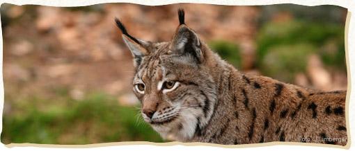 Copyright AiS / luchs.boehmerwaldnatur.at Bild zum Eintrag (28260-160)