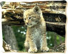 Copyright AiS / luchs.boehmerwaldnatur.at Bild zum Eintrag (28265-160)