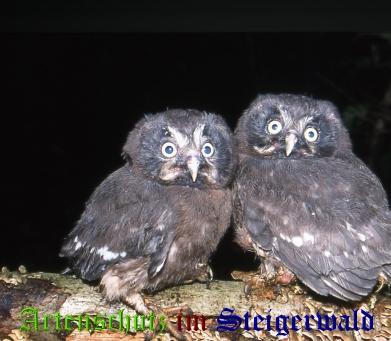 Copyright AiS / Willner Bild zum Eintrag (29091-160)