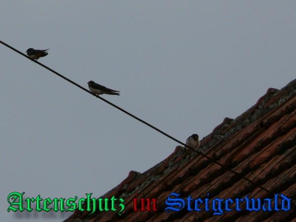 Copyright AiS / 2009 R. Salmann Bild zum Eintrag (29142-160)