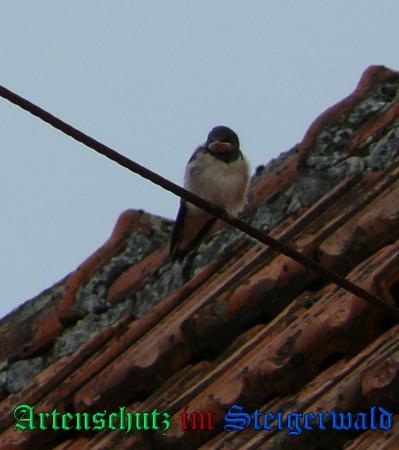 Copyright AiS / 2009 R. Salmann Bild zum Eintrag (29143-160)