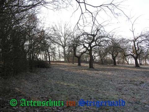 Copyright AiS / 2009 Kunze Bild zum Eintrag (29237-160)