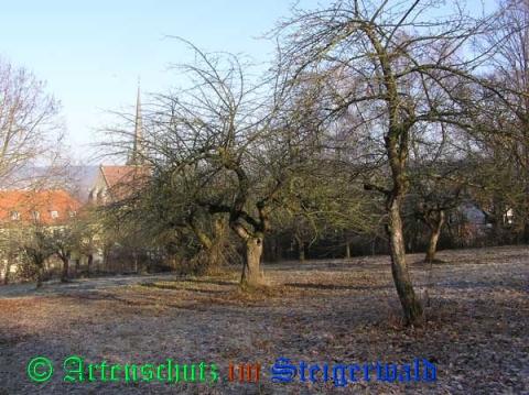 Copyright AiS / 2009 Kunze Bild zum Eintrag (29238-160)