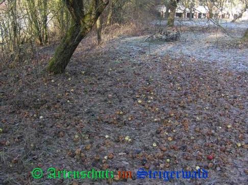Copyright AiS / 2009 Kunze Bild zum Eintrag (29246-160)