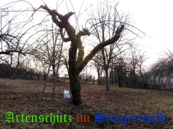 Copyright AiS / 2009 Kunze Bild zum Eintrag (29255-160)